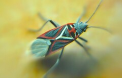 Anochrostomus formosus