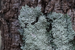 Flavoparmelia soredians