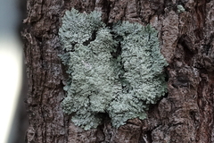 Flavoparmelia soredians