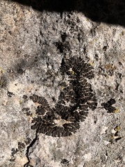 Psora pseudorussellii