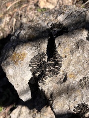 Psora pseudorussellii