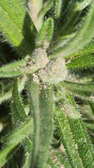 Cryptantha barbigera