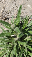 Cryptantha barbigera