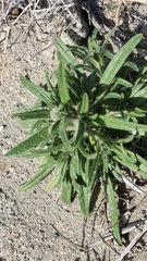 Cryptantha barbigera