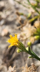 Lepidospartum squamatum