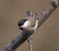 Poecile palustris italicus