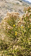 Lepidospartum squamatum