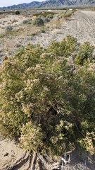 Lepidospartum squamatum