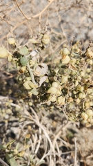 Dicoria canescens