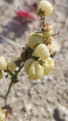 Dicoria canescens