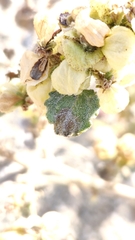 Dicoria canescens