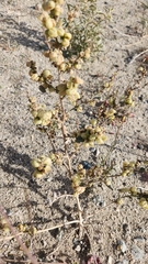 Dicoria canescens