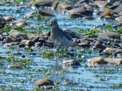 Charadrius modestus