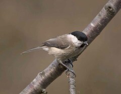 Poecile palustris italicus