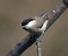 Poecile palustris italicus