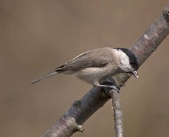 Poecile palustris italicus