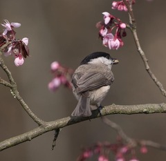 Poecile palustris italicus
