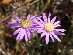 Symphyotrichum pratense