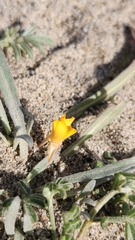 Camissoniopsis pallida