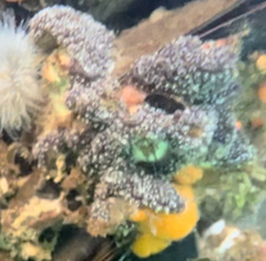 Botryllus schlosseri