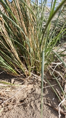 Muhlenbergia rigens