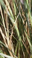 Muhlenbergia rigens