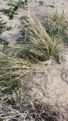 Muhlenbergia rigens