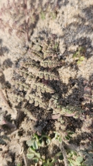 Dalea mollissima