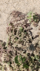 Dalea mollissima