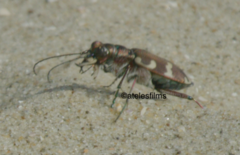 Cicindela hybrida