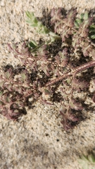 Dalea mollissima
