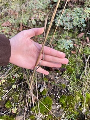 Hordeinae