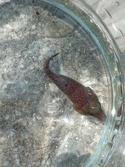 Lepadogaster lepadogaster