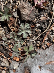 Geranium caespitosum