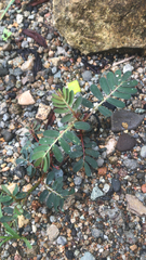 Phyllanthus urinaria