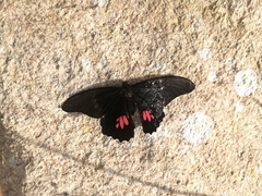 Papilio