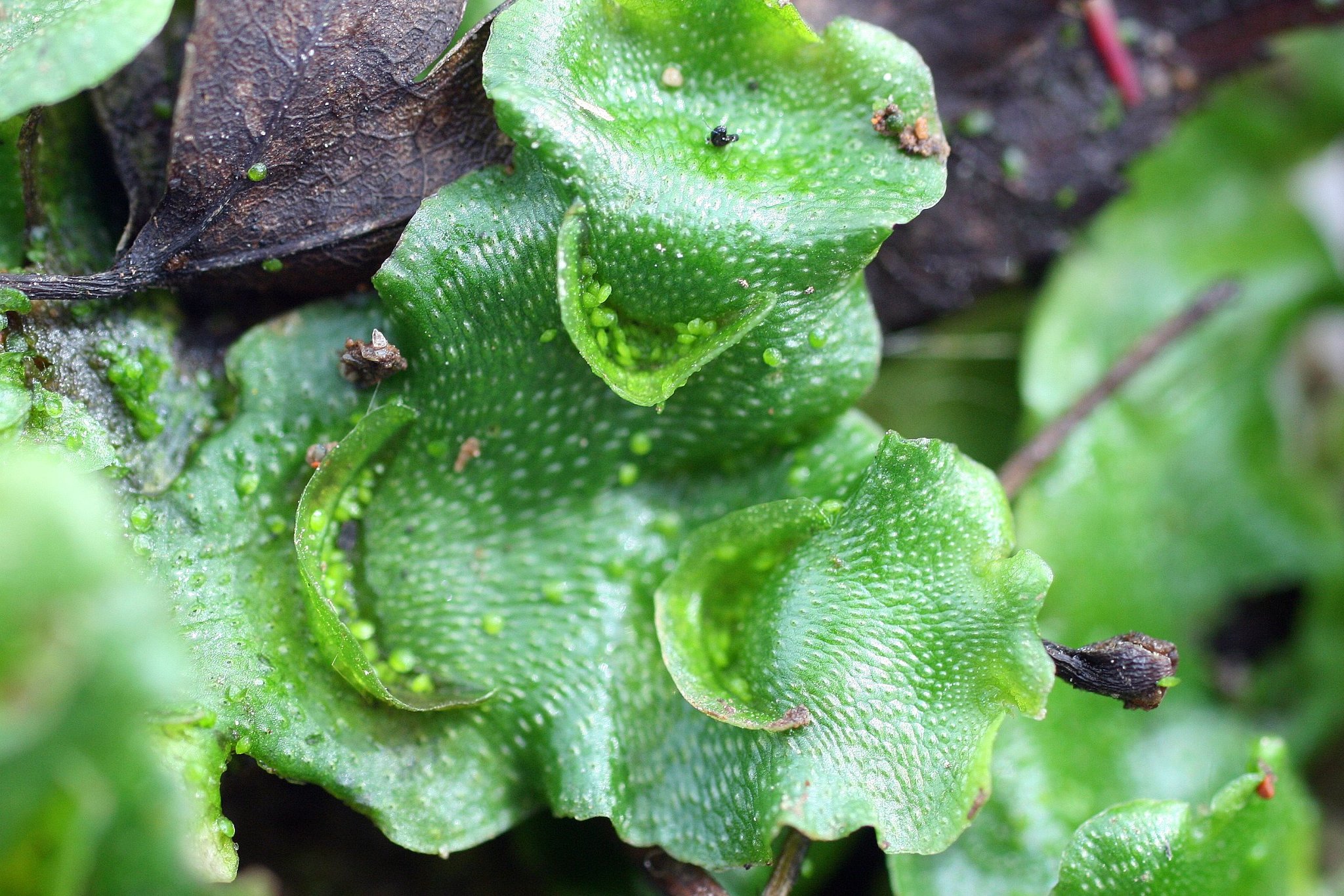 Lunularia