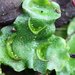 Lunularia - Photo (c) David Hofmann, some rights reserved (CC BY-NC-ND)