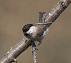 Poecile palustris italicus