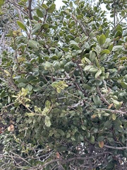 Quercus agrifolia