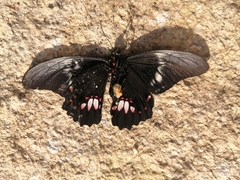 Papilio