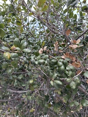 Quercus agrifolia