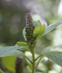Phytolacca bogotensis