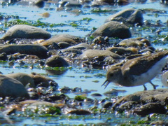 Charadrius modestus