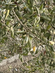 Quercus agrifolia