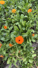 Calendula officinalis