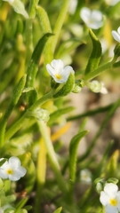 Pectocarya recurvata