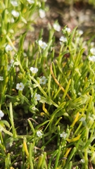 Pectocarya recurvata