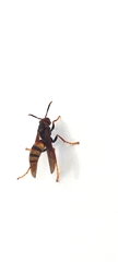 Polistes cavapytiformis