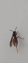 Polistes cavapytiformis